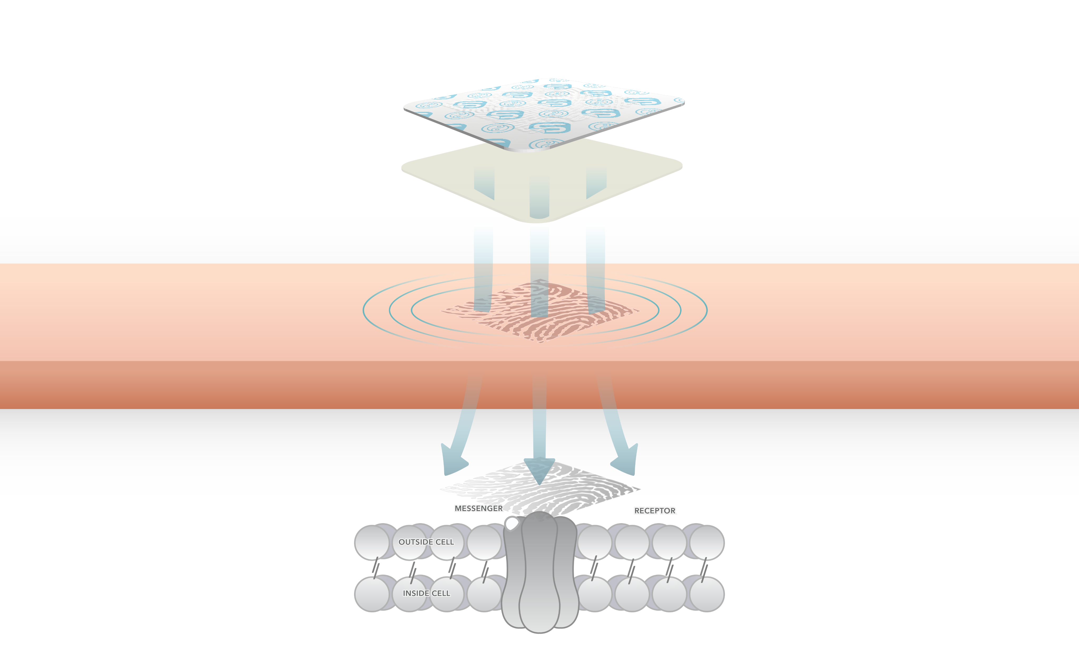 Diagram of the Super Patch VTT pattern, outer layer, adhesive, skin, skin receptors, and electrical signal pathway